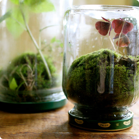 terrarium moss fern garden indoor