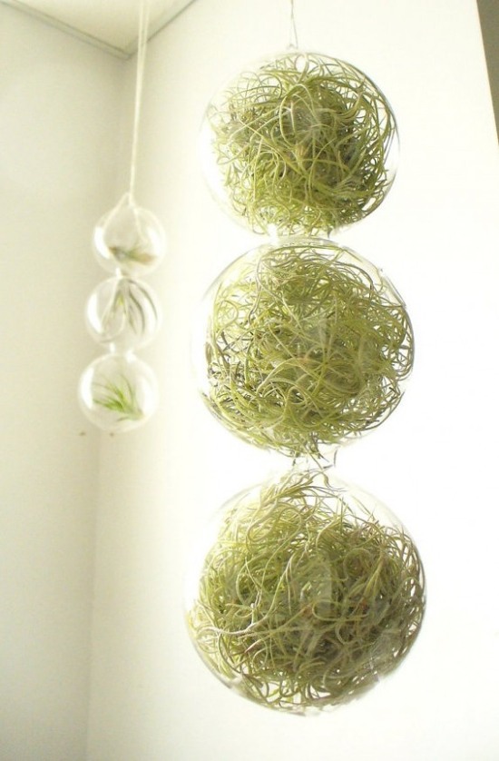 terrarium suspended spring moss