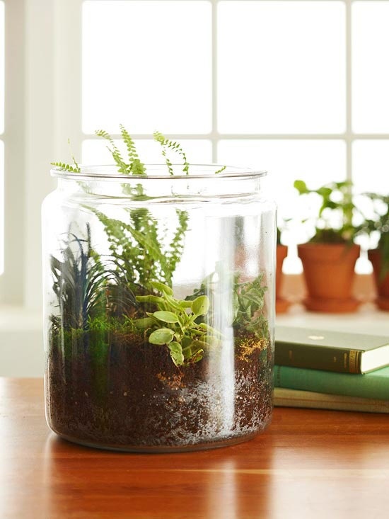 terrarium basah lumut bumi