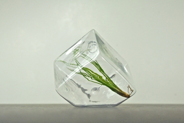 bentuk terrarium kaca geometri sangat bergaya