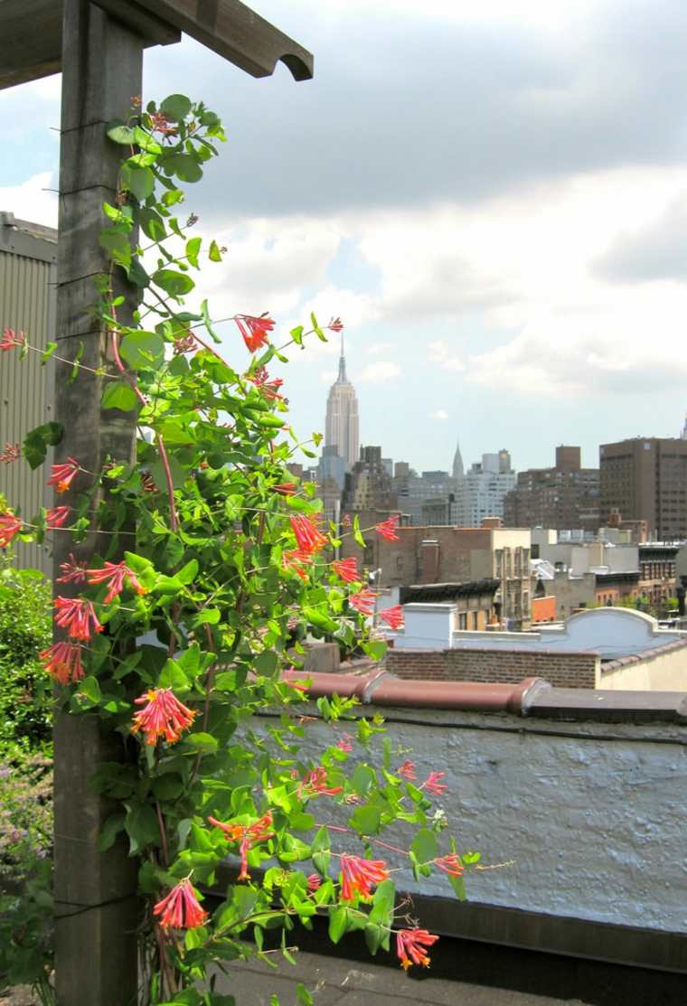 terraces roof dee garden deco plants pergolas