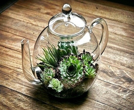 idea plant aloe vera diy terrarium mini garden