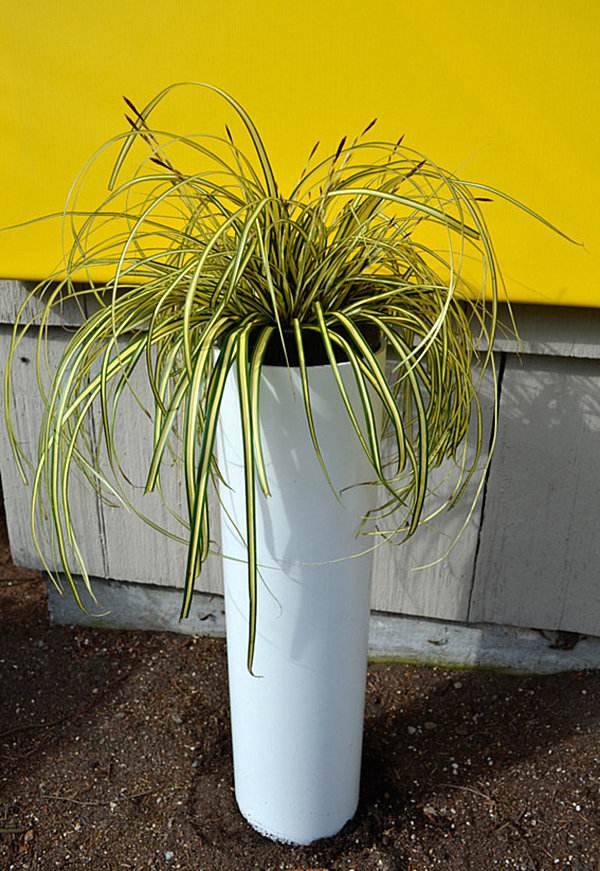 rør pvc bred dør plante