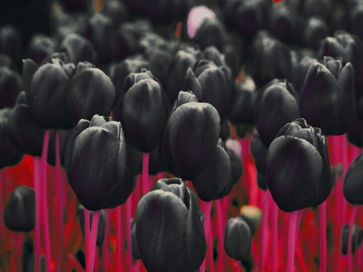 hiasan perkahwinan merah dan hitam tulip hitam perkahwinan