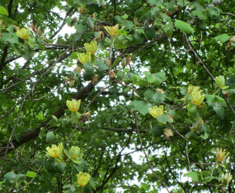 fast growing shrub plant tree idea tulip tree