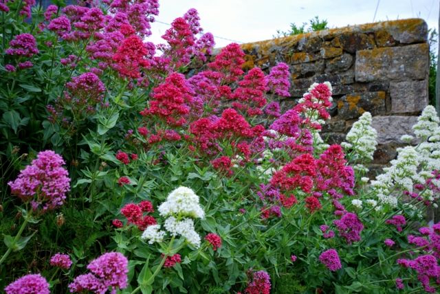 valerian garden zoom