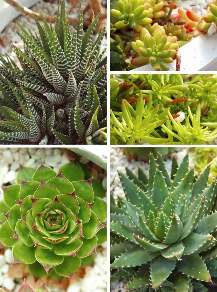 varieties succulents