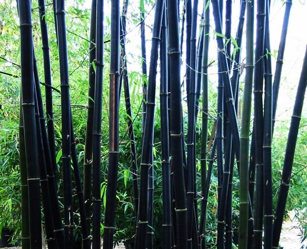 black variety Phyllostachys nigra