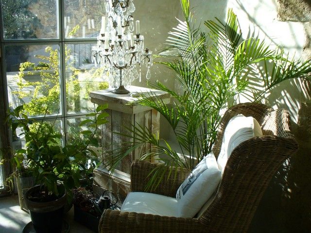 plants for veranda ambiance