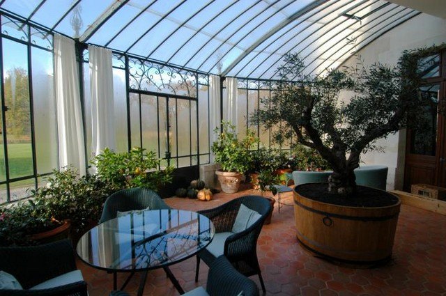 veranda winter garden olive tree