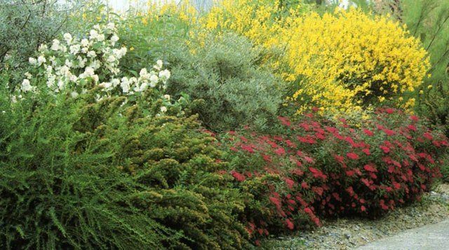 beautiful flowering hedge