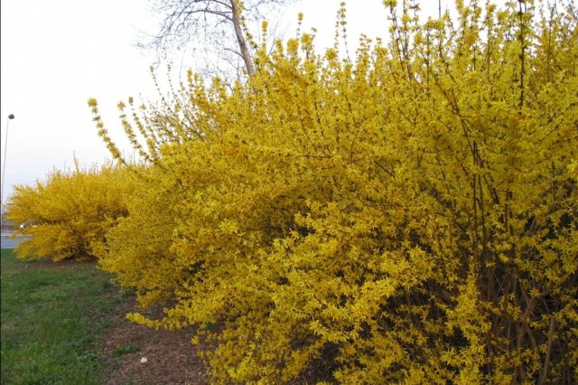 forsythia yellow hedge