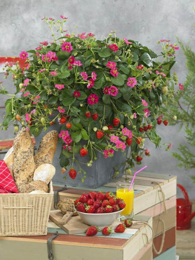 view strawberry decoration dining table