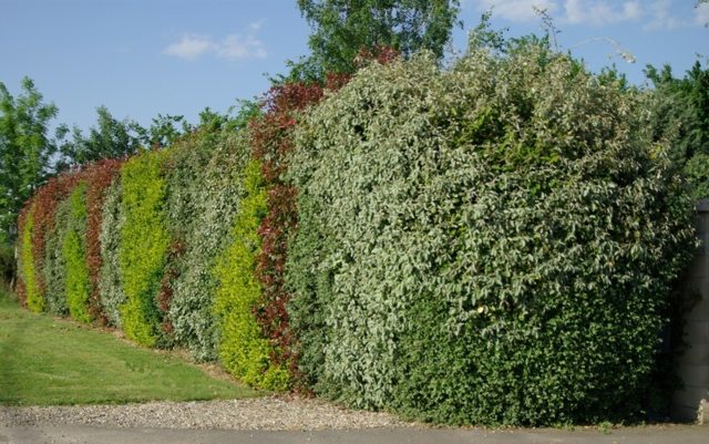 view high hedge green shrubs