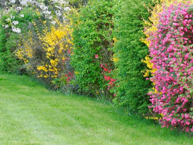 beautiful hedge view different colors