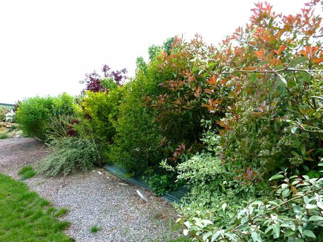 garden mixed hedge view