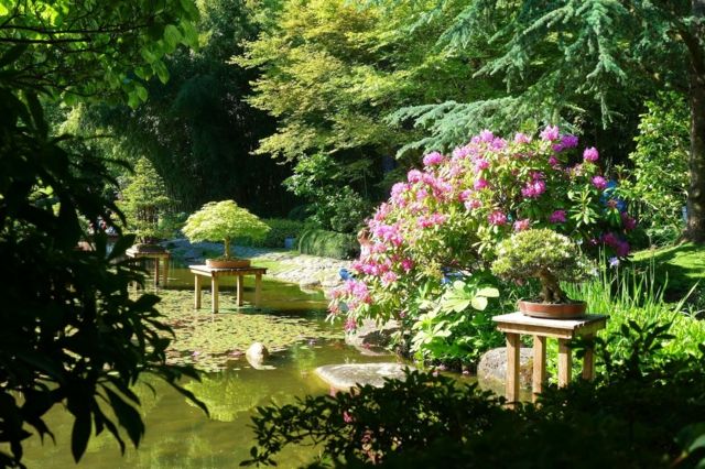 japanese garden bonsai lake view