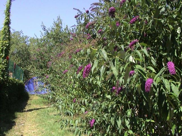 long view garden hedge