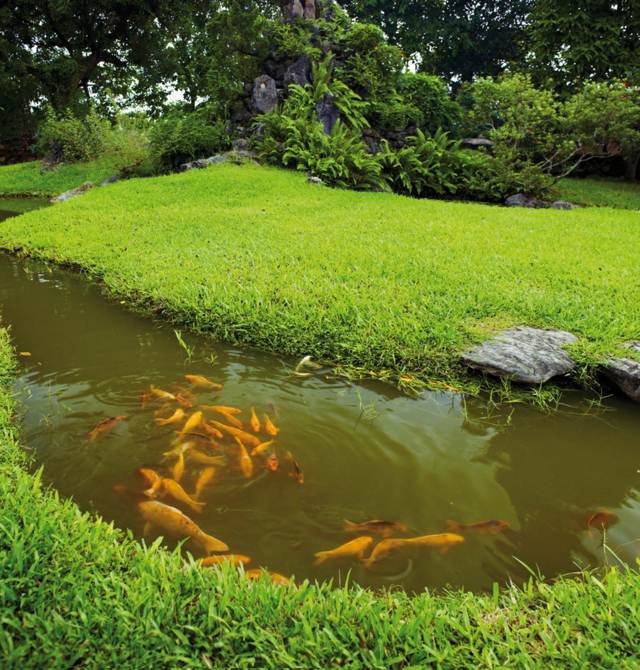 view fish gold aquatic garden