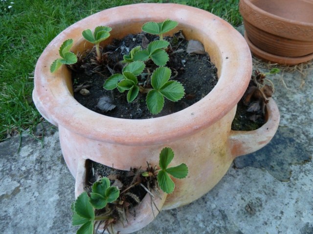 view original strawberry pot