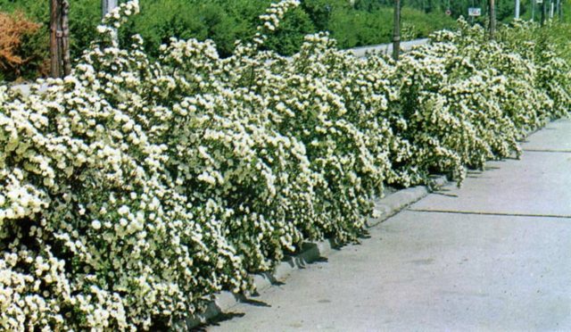 view syringat hedge scented white color