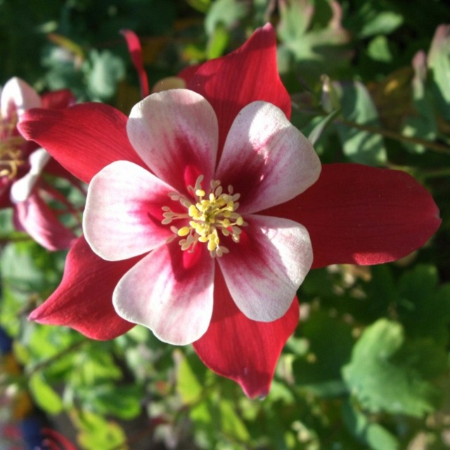 zoom red columbine garden