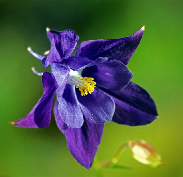 purple columbine zoom