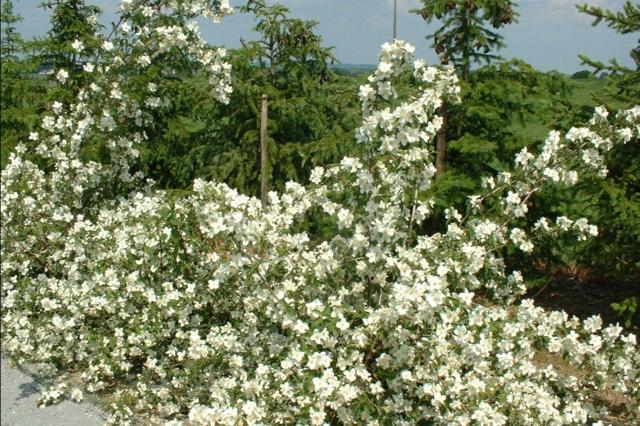 zoom white shrub hedge