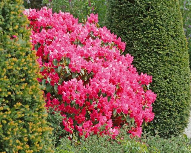 Garden idea zoom shrub rose hedge