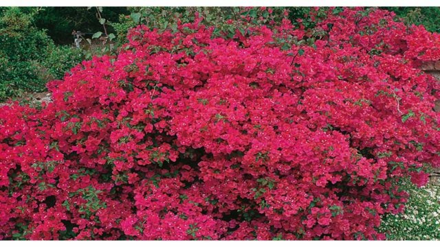 zoom buddleia hedge beautiful garden