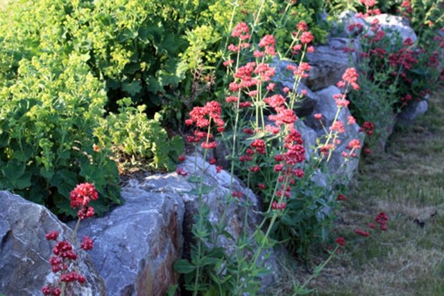 zoom decoration plants garden