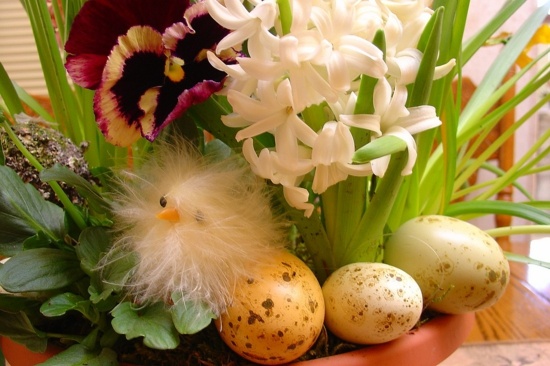 zoom flowers chicken eggs decoration easter