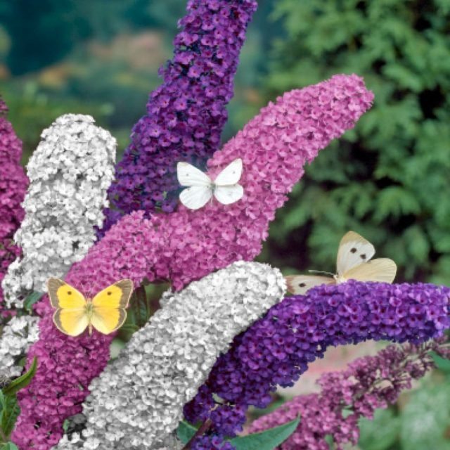 zoom purple flowers white butterflies