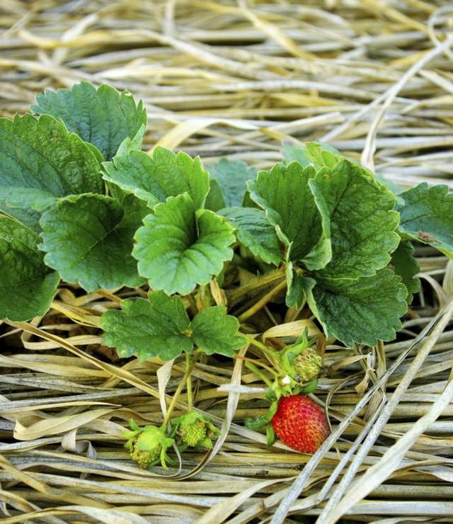 zoom strawberry dry grass