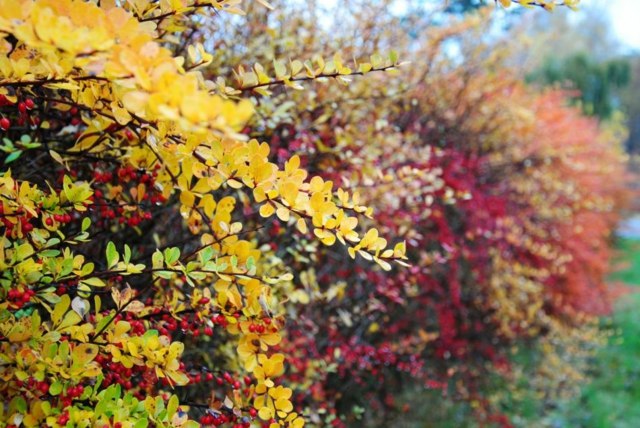 zoom hedge fall colors yellow red