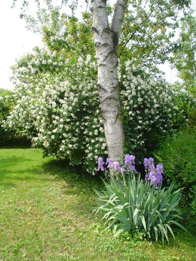 zoom white color hedge