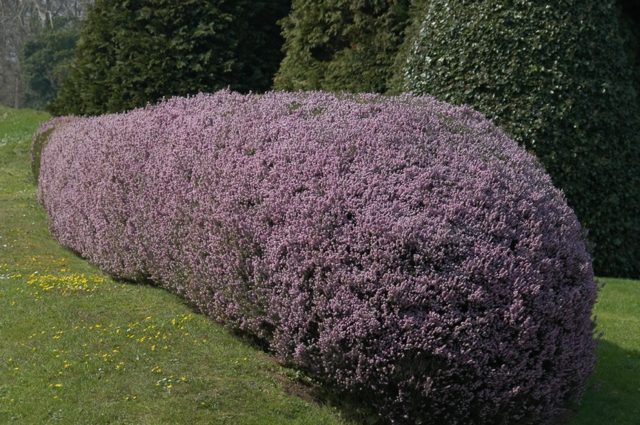 zoom violet color hedge