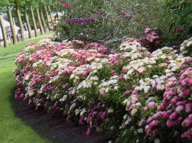 zoom flowering hedge fragrant different colors