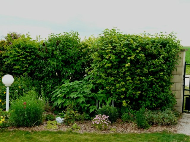 zoom green hedge garden