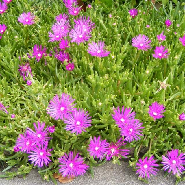 zoom small purple flowers