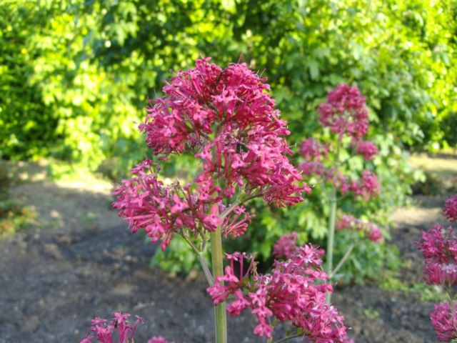 zoom valerian plant