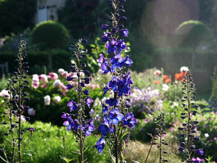 zoom perennials garden