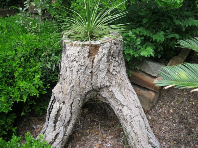 Exotic garden zoom trunk tree plant green garden