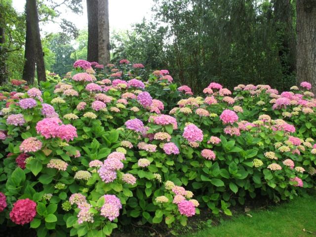 zoon plants rose garden